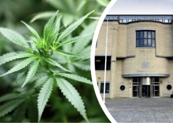 EMRI/ U fsheh pas bimëve të kanabisit kur pa Policinë, dënohet marangozi shqiptar në Angli