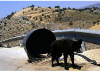 Pamje të trishta, qeni gjendet i lidhur me zinxhirë në një zonë të shkretë, arrestohet pronari