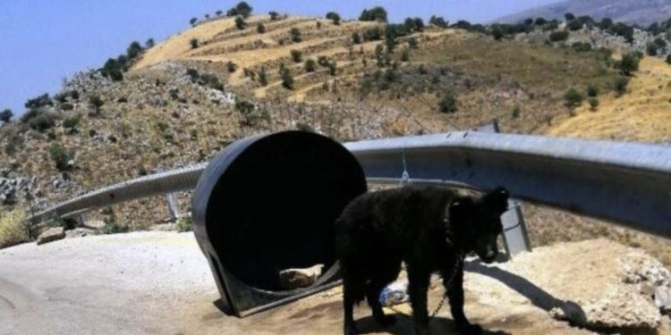 Pamje të trishta, qeni gjendet i lidhur me zinxhirë në një zonë të shkretë, arrestohet pronari