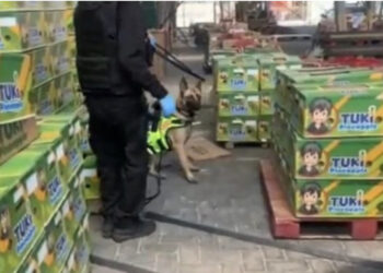 4 ton kokainë mes ananasit dhe bananeve u nisën për në Evropë