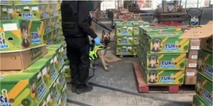 4 ton kokainë mes ananasit dhe bananeve u nisën për në Evropë