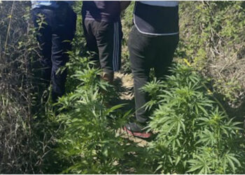 EMRI/ Kishte mbushur tokën e tij me kanabis, prangoset 28 vjeçari në Fier