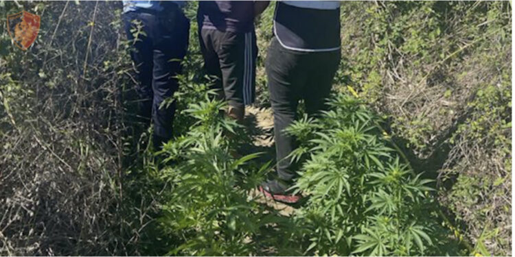 EMRI/ Kishte mbushur tokën e tij me kanabis, prangoset 28 vjeçari në Fier