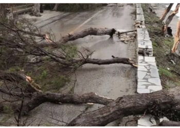 E rëndë, i moshuari vdes në oborrin e shtëpisë, e zuri pema poshtë