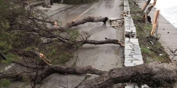 E rëndë, i moshuari vdes në oborrin e shtëpisë, e zuri pema poshtë