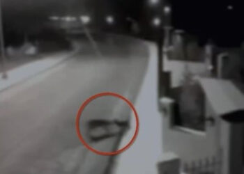 VIDEO/ Frikë tek banorët, ujqërit zbresin në zonat e banuara, shqyejnë 8 qen