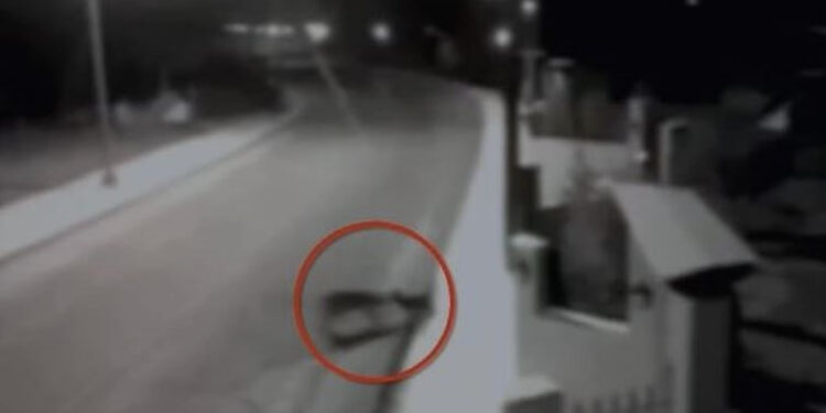 VIDEO/ Frikë tek banorët, ujqërit zbresin në zonat e banuara, shqyejnë 8 qen