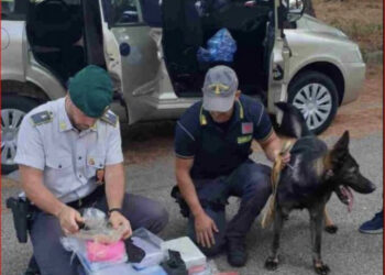 DETAJET/ Si u kap tregtari shqiptar i makinave me 42 kg “pluhur”, dyshimet e forta për një mega ngarkesë