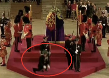 VIDEO/ Rojes i bie të fikët para arkivolit të Mbretëreshës Elisabeth