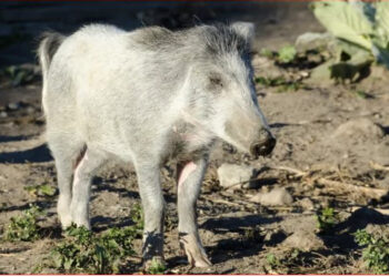 “Është një skenë vrasjeje”, derrat e egër torturojnë banorët në kryeqytetin e Zelandës së Re