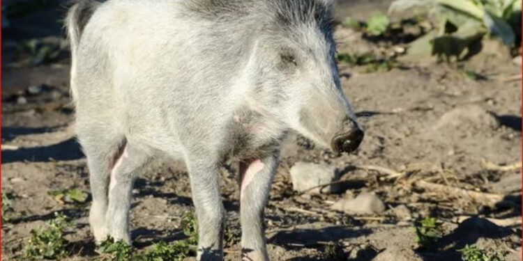 “Është një skenë vrasjeje”, derrat e egër torturojnë banorët në kryeqytetin e Zelandës së Re