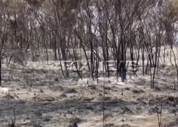 Digjen me dhjetëra hektarë me shkurre e pisha në Seman