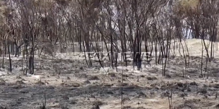 Digjen me dhjetëra hektarë me shkurre e pisha në Seman