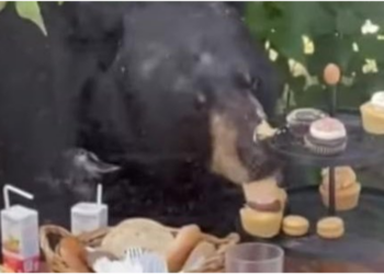 VIDEO/ Ariu i shkatërron ditëlindjen 2-vjeçarit, vrapon drejt tavolinës me ëmbëlsira