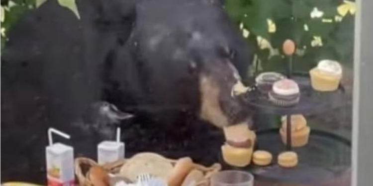 VIDEO/ Ariu i shkatërron ditëlindjen 2-vjeçarit, vrapon drejt tavolinës me ëmbëlsira