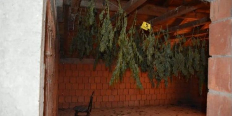 U gjetën 68 kg marijuanë, kokainë, para dhe armë zjarri! Policia prangos 7 shqiptarë