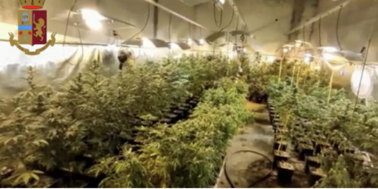 Doza me drogë gati për shitje dhe 300 bimë kanabisi në “shtëpi bari”, arrestohet 37 vjeçari shqiptar në Itali