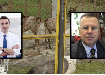 Pasi “vranë mizat” bashkë/ Lali Eri i jep 300 milionë lekë Albert Metanit, t’i blejë ilaçe për kafshët