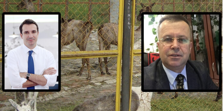 Pasi “vranë mizat” bashkë/ Lali Eri i jep 300 milionë lekë Albert Metanit, t’i blejë ilaçe për kafshët