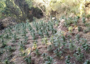 Goditet banda kriminale që merrej me kultivim kanabisi në Greqi, arrestohen 11 persona, mes tyre disa shqiptarë