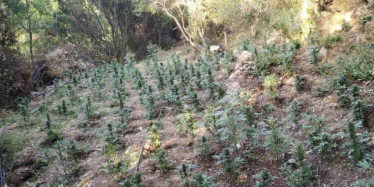 Goditet banda kriminale që merrej me kultivim kanabisi në Greqi, arrestohen 11 persona, mes tyre disa shqiptarë