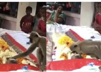 VIDEO/ Majmuni i egër i jep “puthjen” e fundit njeriut që e ushqeu gjithë jetën