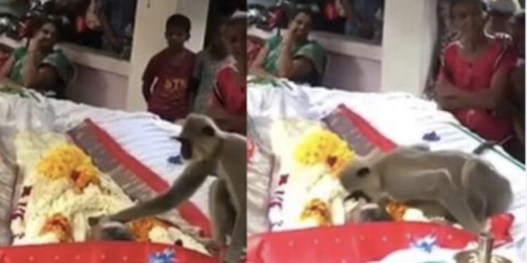 VIDEO/ Majmuni i egër i jep “puthjen” e fundit njeriut që e ushqeu gjithë jetën