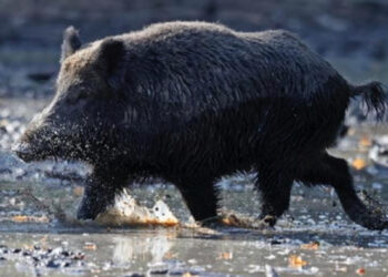 Dolën për të gjuajtur derra të egër, 76-vjeçari vret gabimisht mikun e tij