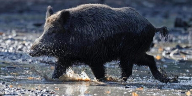 Dolën për të gjuajtur derra të egër, 76-vjeçari vret gabimisht mikun e tij