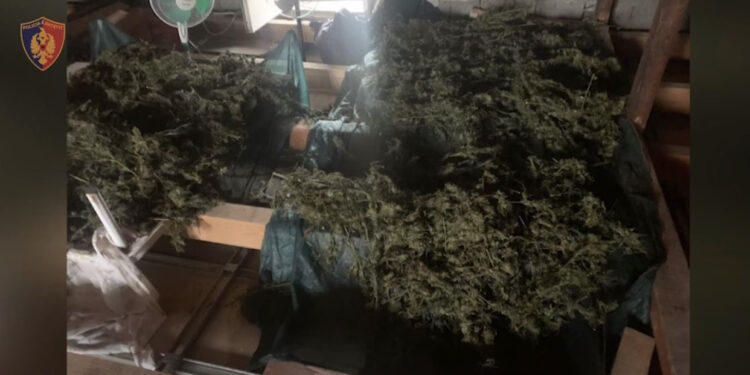 “Shtëpia e barit” në Shkodër, jepen masat e sigurisë për 16 nga 26 të arrestuarit