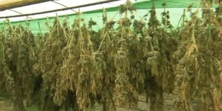 Po thante 20 kg hashash në shtëpi, 41 vjeçari arrestohet nga Policia në Fushë-Krujë