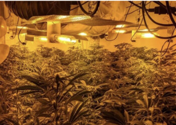 EMRI/ U kap brenda fermës së kanabisit me vlerë 200 mijë paund, i riu shqiptar depërtohet në Shqipëri për të kryer dënimin