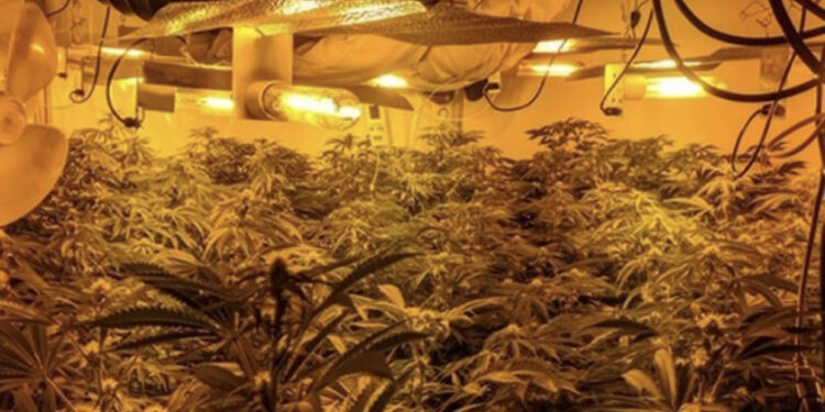 EMRI/ U kap brenda fermës së kanabisit me vlerë 200 mijë paund, i riu shqiptar depërtohet në Shqipëri për të kryer dënimin