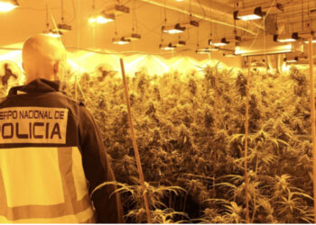 Zbulohen 2 plantacione me kanabis dhe një armë, arrrestohen 6 shqiptarë në Spanjë, si u pikasën nga Policia kur po bënin roje