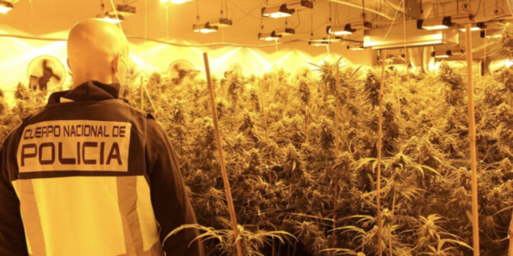Zbulohen 2 plantacione me kanabis dhe një armë, arrrestohen 6 shqiptarë në Spanjë, si u pikasën nga Policia kur po bënin roje
