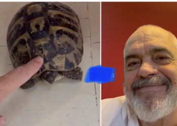 VIDEO/ Edi Rama i sëmurë rëndë, e konfirmojnë breshkat në zyrë