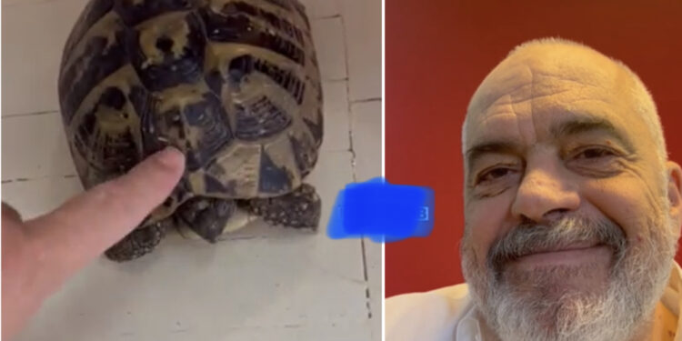 VIDEO/ Edi Rama i sëmurë rëndë, e konfirmojnë breshkat në zyrë