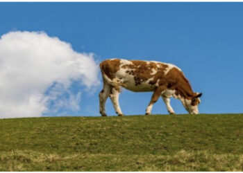 Zelanda e Re do taksojë gazrat e lopëve për të ngadalësuar ngrohjen globale