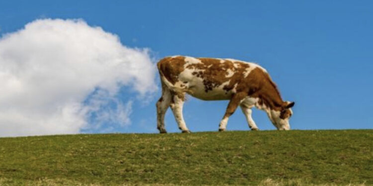 Zelanda e Re do taksojë gazrat e lopëve për të ngadalësuar ngrohjen globale