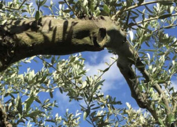 Po vilnin ullinj, dy të vdekur dhe një i plagosur në qarkun e Vlorës