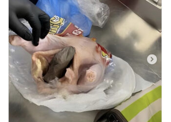 Policët zbulojnë në aeroport pulën “të mbushur” me armë