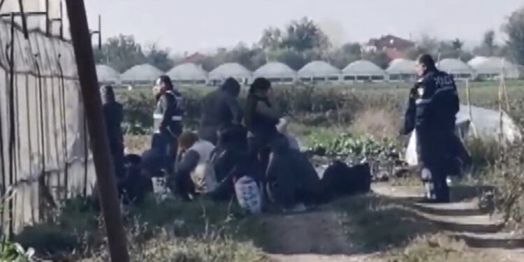 Ferma e kanabisit në Drenovicë të Dimalit, 80 gra të shoqëruara, disa prej tyre ndihen keq dhe nisen me ambulancë në spital