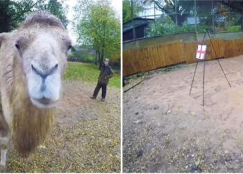 Deveja “Camilla” parashikon fituesin e duelit mes Anglisë dhe Iranit