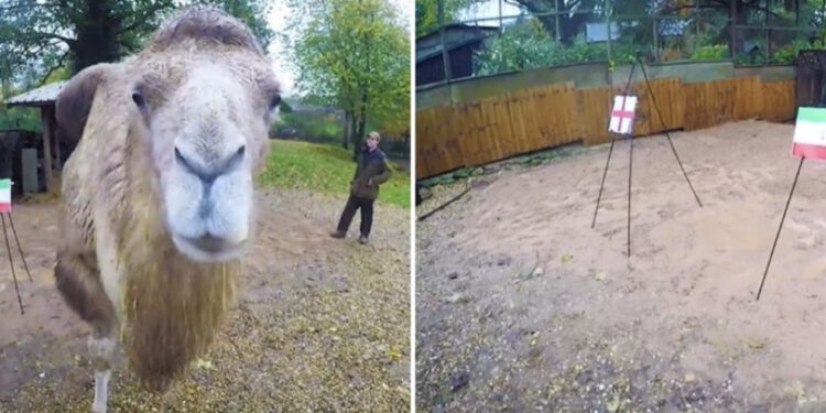 Deveja “Camilla” parashikon fituesin e duelit mes Anglisë dhe Iranit