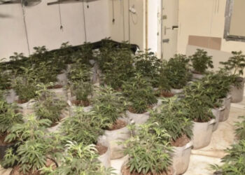 EMRI/ Merrte 800 paund në javë, burgoset “kopshtari” shqiptar në fermën e kanabisit