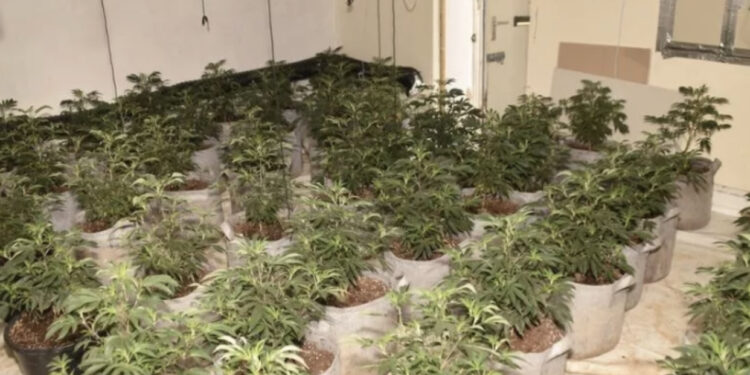 EMRI/ Merrte 800 paund në javë, burgoset “kopshtari” shqiptar në fermën e kanabisit