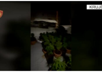 “Shtëpi bari” në Krujë, shpallen në kërkim babai dhe dy djemtë/ Emrat