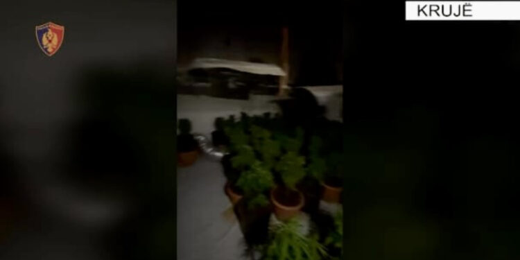 “Shtëpi bari” në Krujë, shpallen në kërkim babai dhe dy djemtë/ Emrat