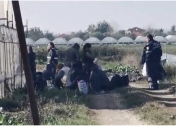 Serat me hashash në fshatin Drenovicë të Dimalit, Gjykata lë në burg 11 të arrestuarit, mes tyrë nënë e bijë