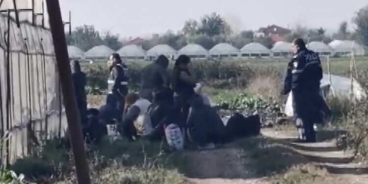 Serat me hashash në fshatin Drenovicë të Dimalit, Gjykata lë në burg 11 të arrestuarit, mes tyrë nënë e bijë